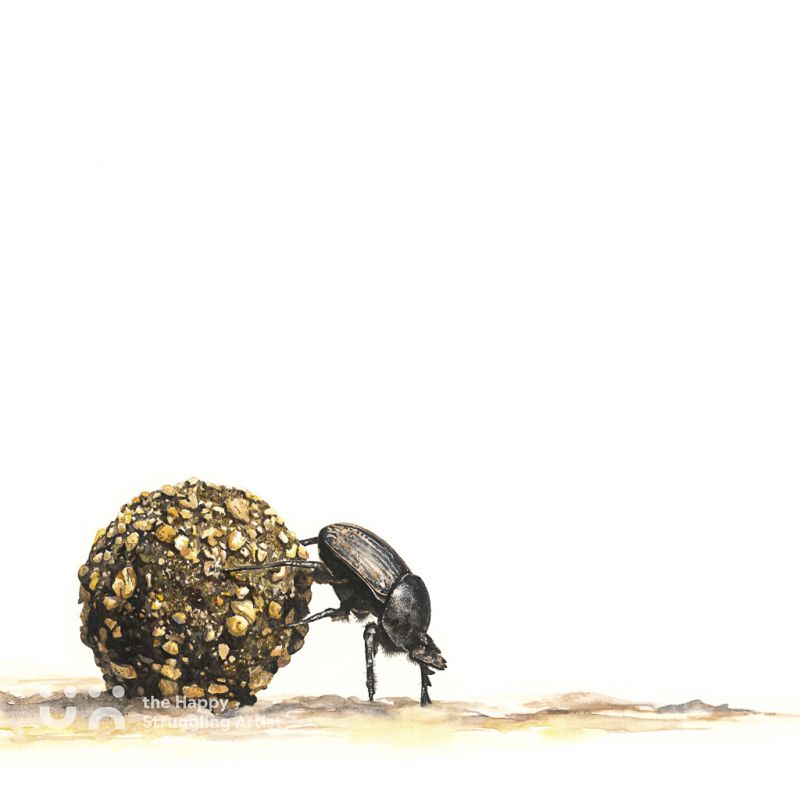 Fine Art Print - Padkos - Dung Beetle
