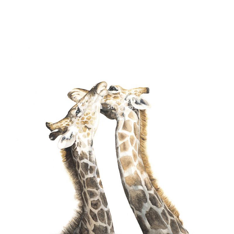 Fine Art Print - Necking 2 - Giraffes