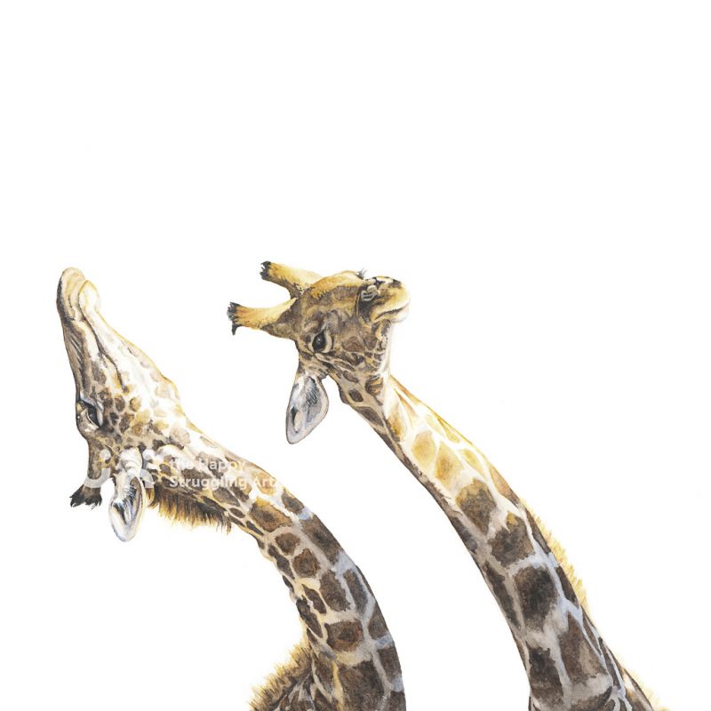 Fine Art Print - Necking 3 - Giraffes