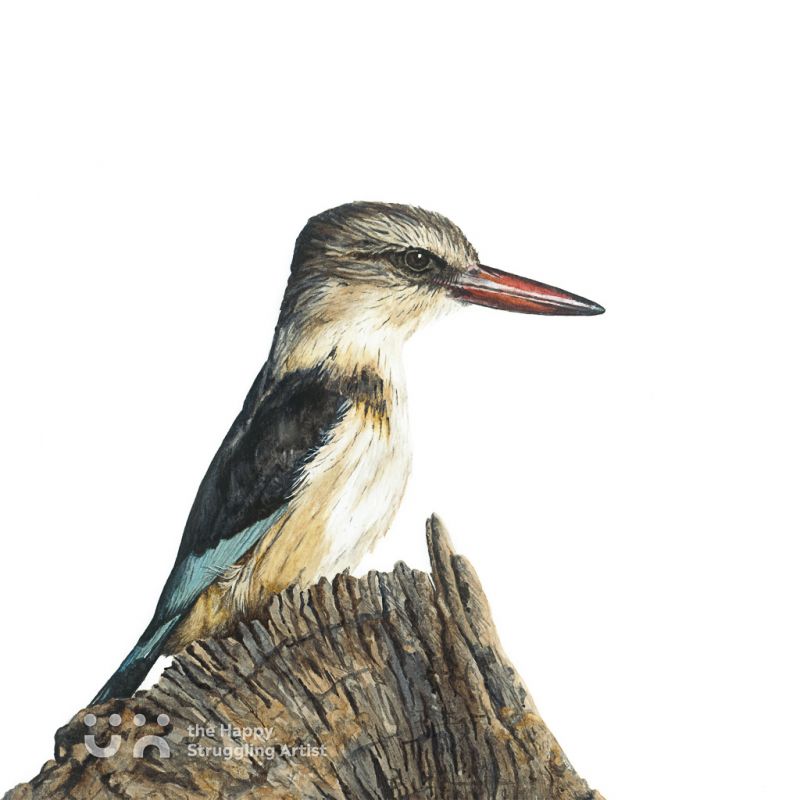 Fine Art Print - Expectation - Kingfisher
