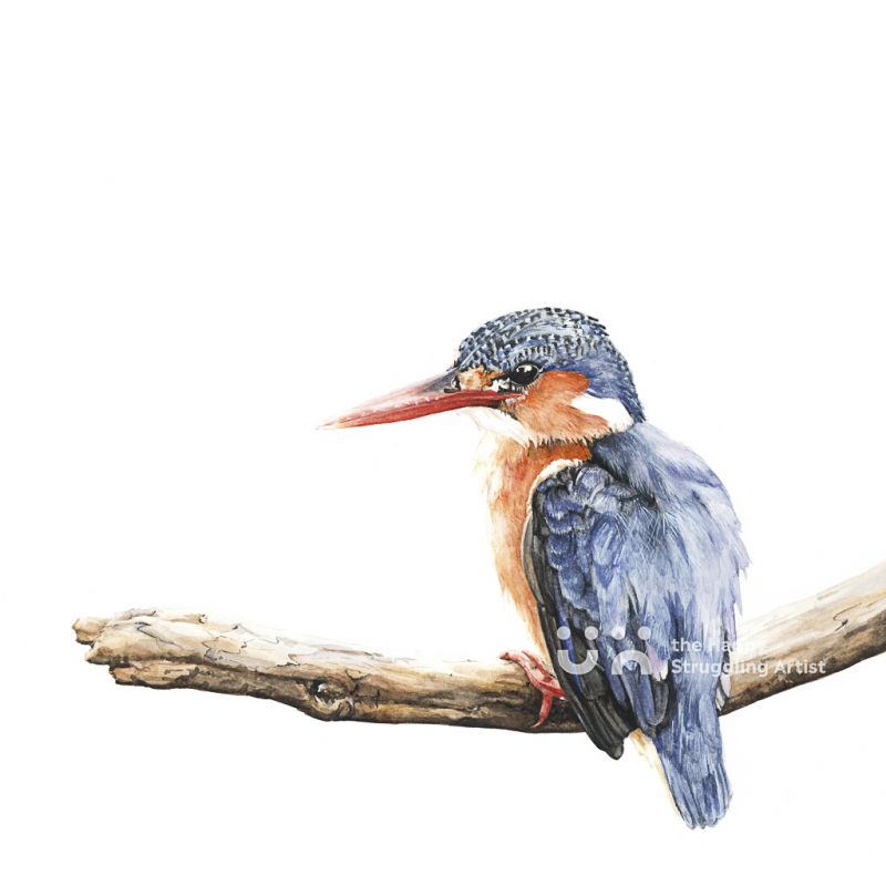 Fine Art Print - The Waiting Game - Kingfisher
