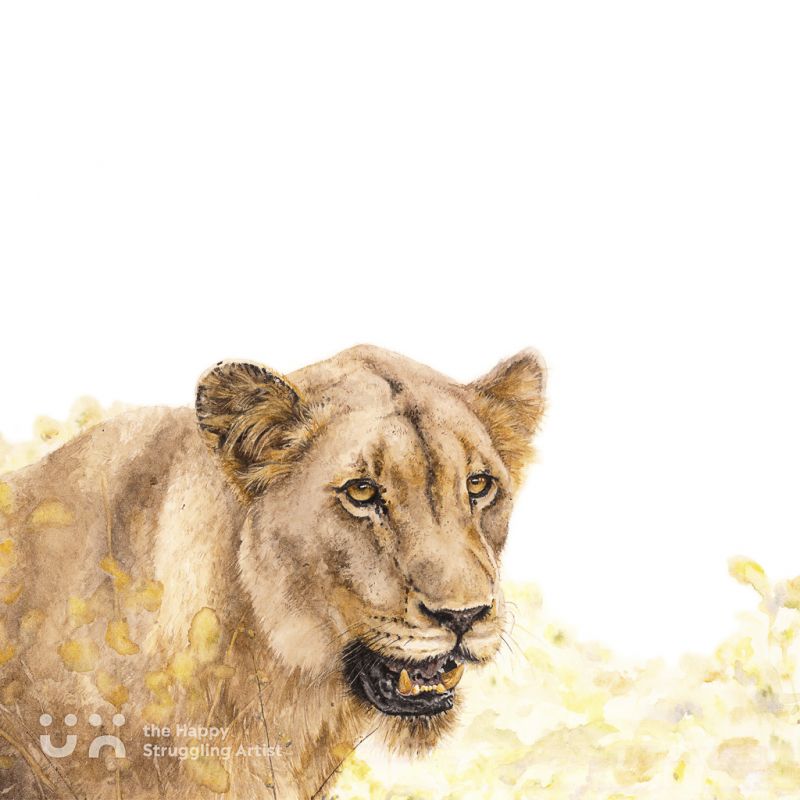Fine Art Print - Focus - Lion
