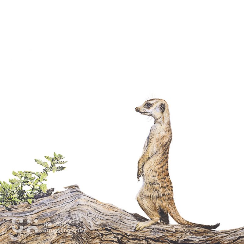 Fine Art Print - Lookout - Meerkat