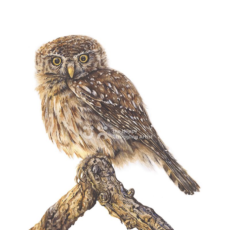 Fine Art Print - Awake - Owl