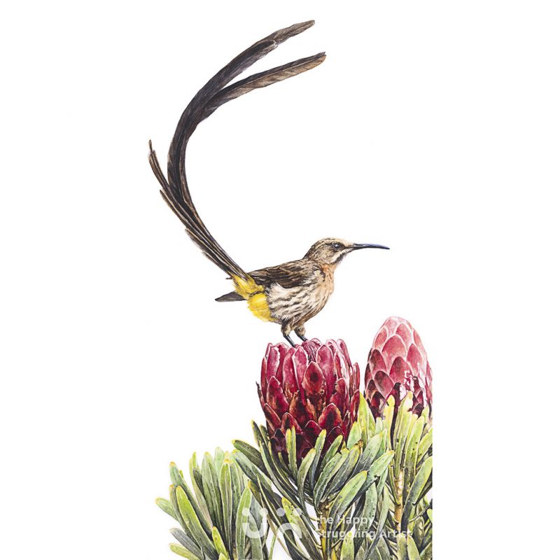 Fine Art Print - Sweets for my Sweet - Sugarbird